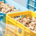 Nguyên liệu nghệ Ukon lấy từ đâu? 